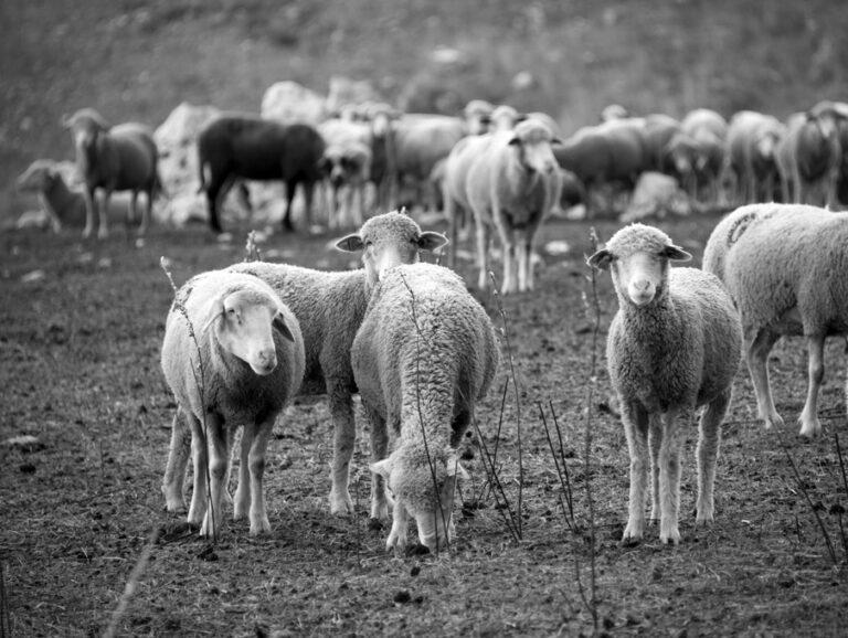 moutons_montventoux_10