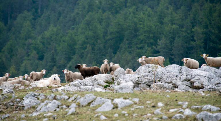 13915 - moutons sur les pierres