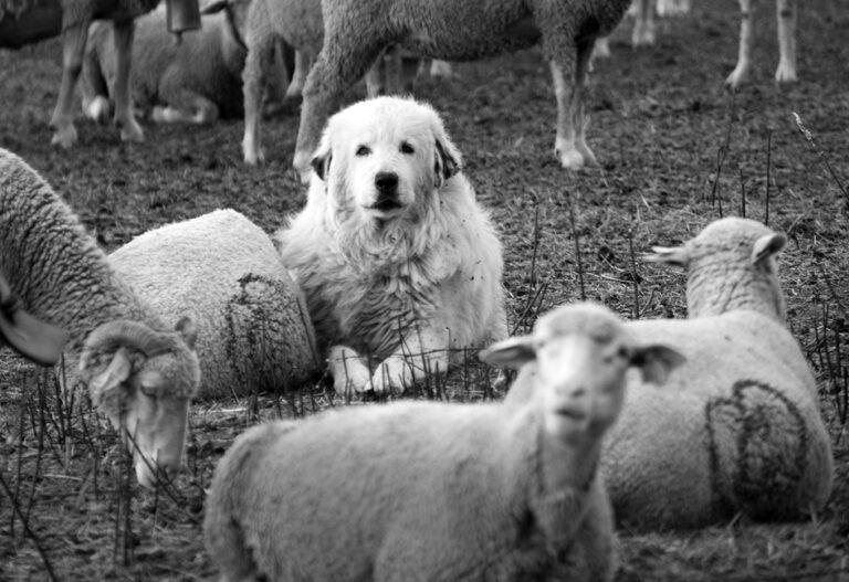 moutons_montventoux_6