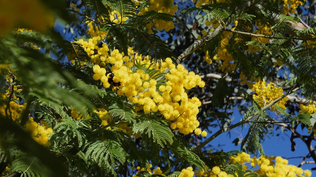 origine du mot mimosa visite guidée massif du tanneron